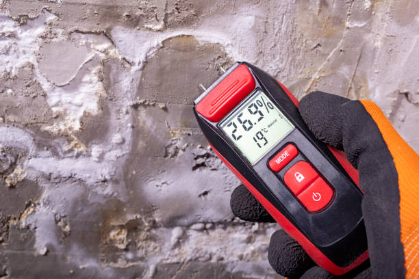 Professional Mold Removal in Mineral Ridge, OH
